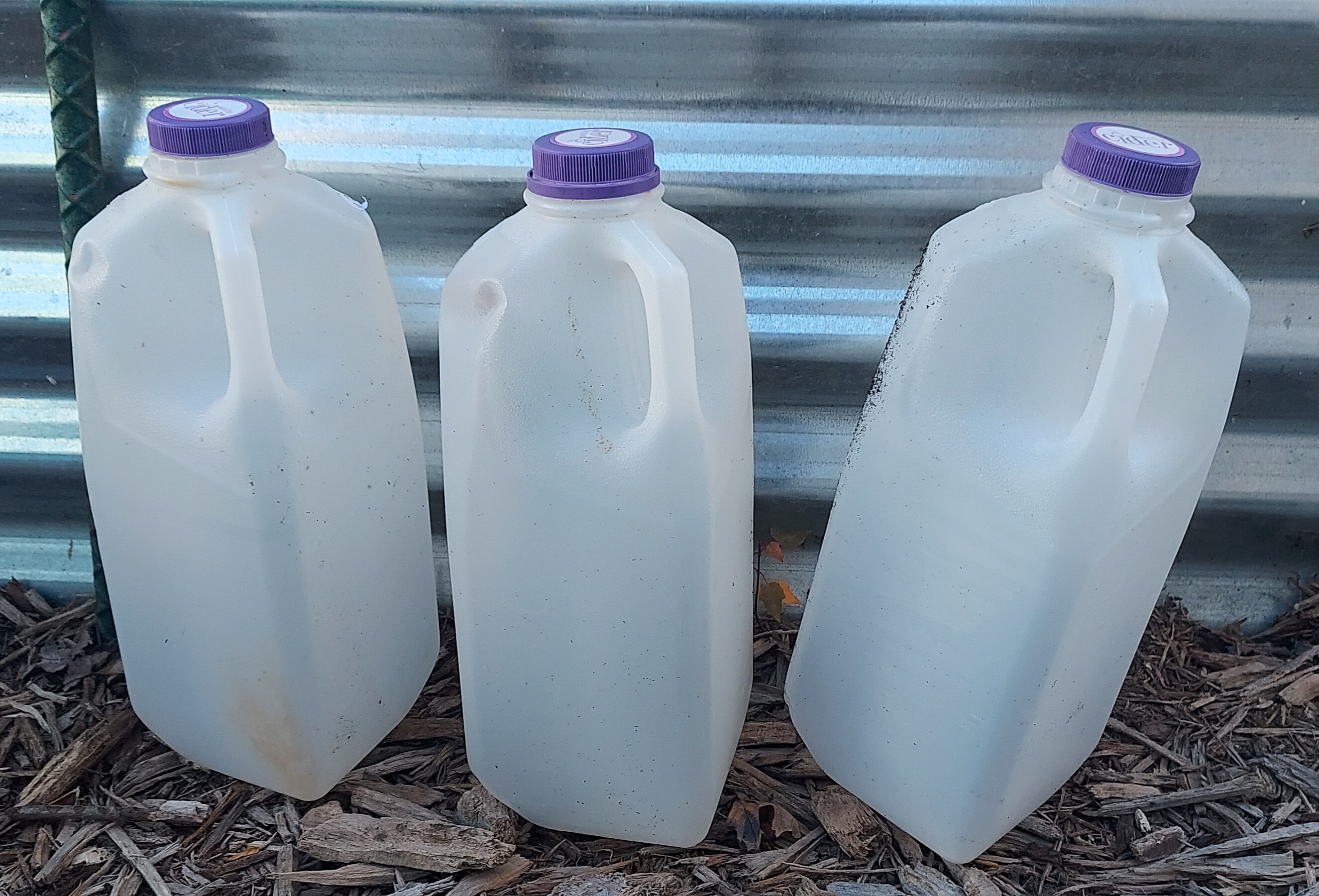 Three empty plastic milk jugs with purple caps stand upright on mulch beside a metal wall.